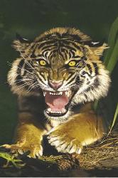 Poster - Sumatran tiger Enmarcado de cuadros